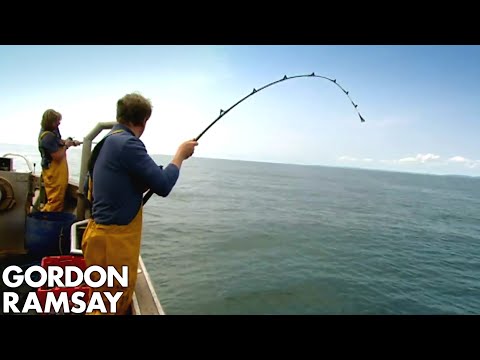 Fishing for Conger Eel - Gordon Ramsay - UCIEv3lZ_tNXHzL3ox-_uUGQ