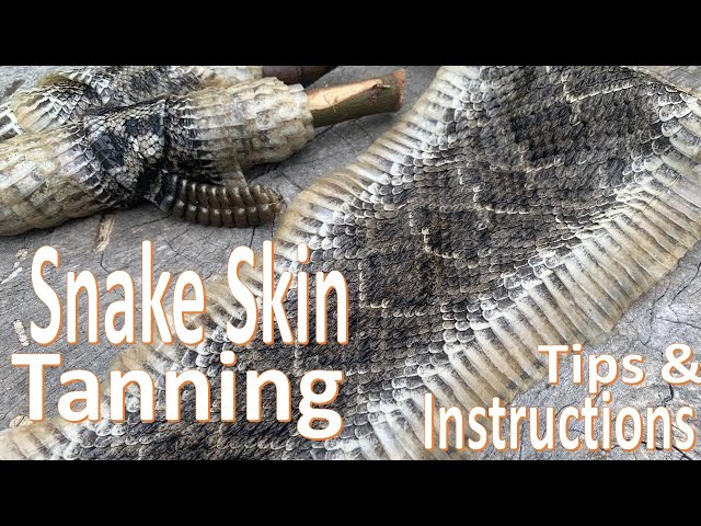 How To Skin A Snake And Preserve Skin