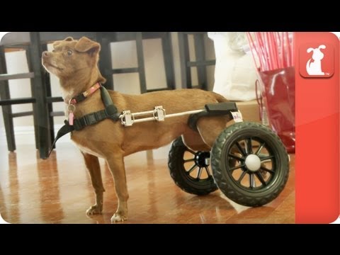 Unadoptables - Chihuahua named Beatrice gets around in wheelchair - UCPIvT-zcQl2H0vabdXJGcpg