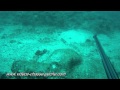 Pargo Coconaco - Chasse sous-marine Mexique