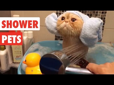 Shower Pets | Funny Pet Video Compilation 2017 - UCPIvT-zcQl2H0vabdXJGcpg