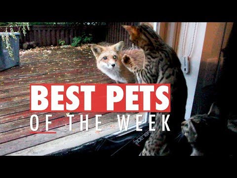 Best Pets of the Week | October 2017 Week 3 - UCPIvT-zcQl2H0vabdXJGcpg