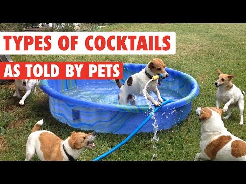 Types of Cocktails As Told By Pets - UCPIvT-zcQl2H0vabdXJGcpg