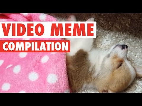 Know Your Pet Collective Meme Video Compilation 2016 - UCPIvT-zcQl2H0vabdXJGcpg