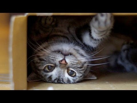 World's funniest cats and their best moments - Funny cat compilation - UCKy3MG7_If9KlVuvw3rPMfw
