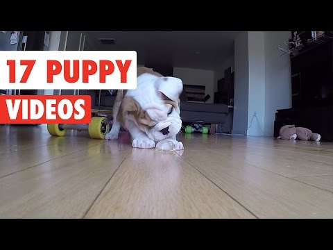 17 Funny Puppies | Funny Dog Video Compilation 2017 - UCPIvT-zcQl2H0vabdXJGcpg