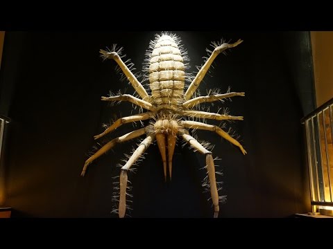 Dubai Mall Underwater Zoo - UCsFctXdFnbeoKpLefdEloEQ