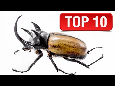 Dünyanın En Büyük Böcekleri