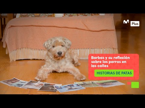 Historias de Patas - Reflexión sobre la vida de los perros en la calles - UCKc2cPD5SO_Z2g5UfA_5HKg