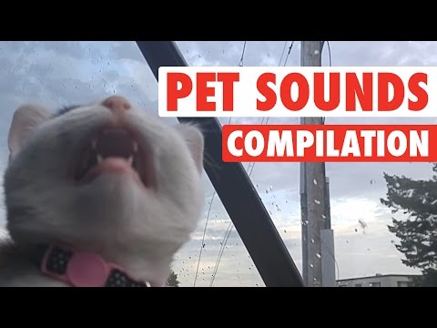 Most Hilarious Pet Sounds || Funniest Animal Sounds - UCPIvT-zcQl2H0vabdXJGcpg