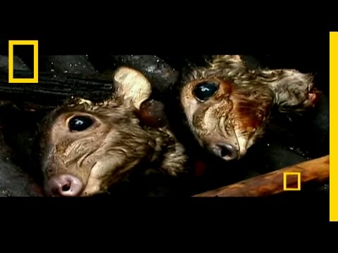 Gabon: The Last Eden | National Geographic - UCpVm7bg6pXKo1Pr6k5kxG9A