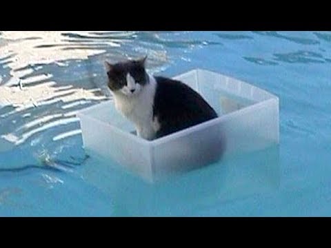 CATS will make you LAUGH YOUR HEAD OFF - Funny CAT compilation - UC9obdDRxQkmn_4YpcBMTYLw