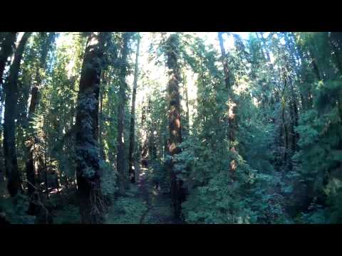 Lumenier QAV250 FPV at Park & Redwoods - UCD6PrPYRMK2tnEVMpUromcQ