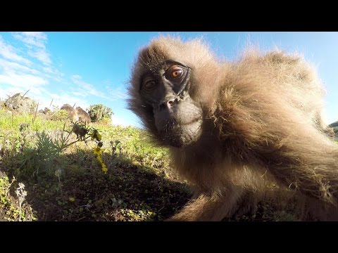 GoPro: Cristian Dimitrius and the Gelada Monkeys - UCqhnX4jA0A5paNd1v-zEysw