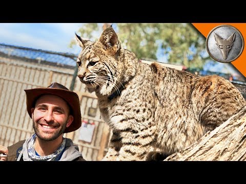 Bobcat needs a new home! - UC6E2mP01ZLH_kbAyeazCNdg