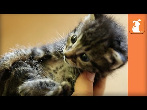 8 Cute Kitten Moments To Make You Smile! (COMPILATION) - Kitten Love - UCPIvT-zcQl2H0vabdXJGcpg