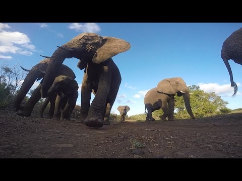 GoPro Awards: African Elephant Bites a GoPro - UCqhnX4jA0A5paNd1v-zEysw