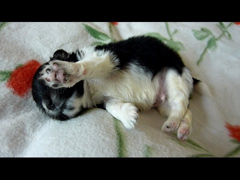 Newborn Puppy Found on the Sidewalk - Joy’s Happy Ending Story - UCqeekxc7CKRYHNV9PVV_HCQ