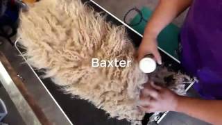 Baxter - severely matted complete shavedown