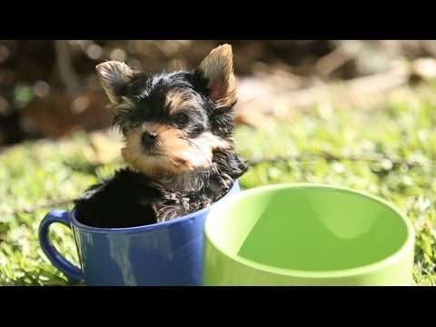 Amazing Animal Facts!: Yorkies! - UCPIvT-zcQl2H0vabdXJGcpg