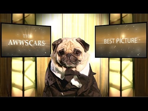 The Oscars 2014 - Best Picture Nominees (Cute Pug Version) - UCPIvT-zcQl2H0vabdXJGcpg