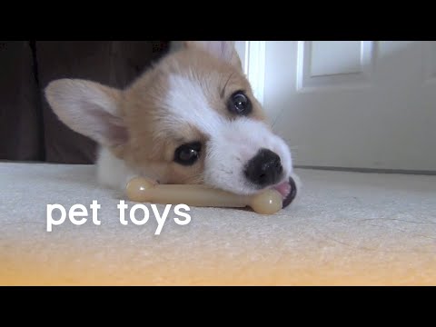 Pet Toys (Playful Pets) | The Pet Collective - UCPIvT-zcQl2H0vabdXJGcpg