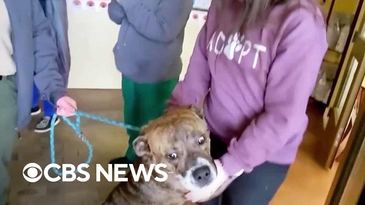 Dog walks out of clinic after recovering from shooting