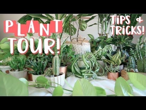 Houseplant tour! All of my Houseplants and How to Keep Them Alive! - UC7fnVnSUi8ihiSmLS-4ncqQ