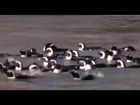 African Penguins go for a swim - Mountain of the Sea - BBC - UCwmZiChSryoWQCZMIQezgTg