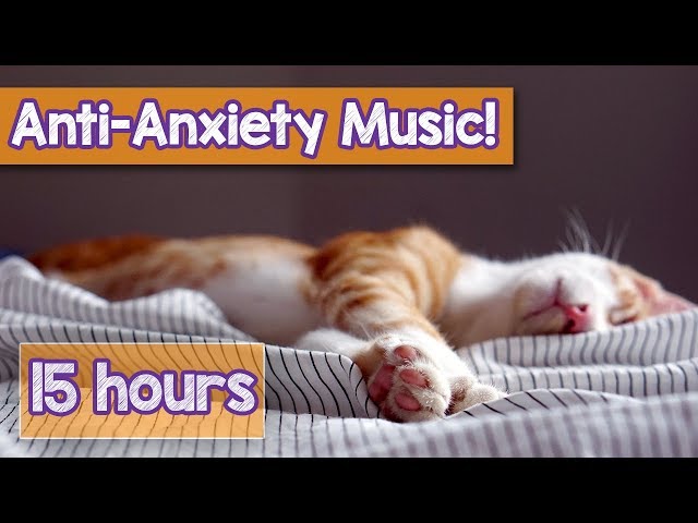 How Classical Music Can Help Your Cat Relax