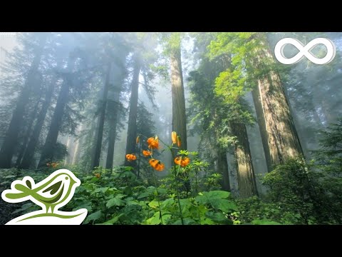 Beautiful Relaxing Music - Peaceful Piano Music & Guitar Music by Soothing Relaxation - UCjzHeG1KWoonmf9d5KBvSiw