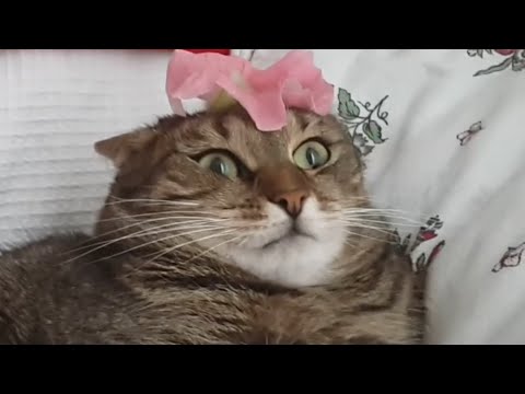 Funny Kooky Cats Video Pet Compilation 2016 - UCPIvT-zcQl2H0vabdXJGcpg