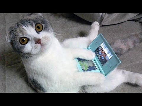 Cats are just the funniest pets ever - Funny cat compilation - UC9obdDRxQkmn_4YpcBMTYLw