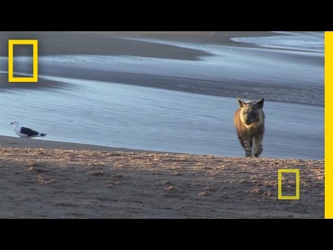 National Geographic Live! - Jewel of Namibia - UCpVm7bg6pXKo1Pr6k5kxG9A