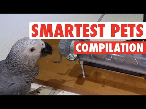 Smartest Pets Ever || Super Smart Pets Compilation - UCPIvT-zcQl2H0vabdXJGcpg