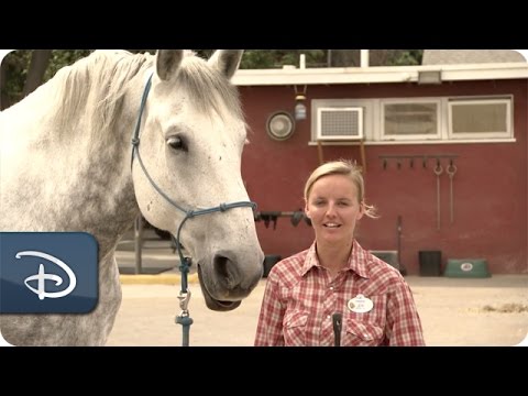 Training the Horses of the Circle D Ranch | Disneyland Park - UC1xwwLwm6WSMbUn_Tp597hQ