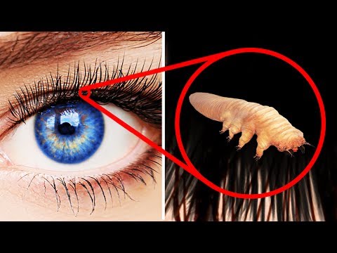 30 Facts You Never Knew about the Human Body - UC4rlAVgAK0SGk-yTfe48Qpw