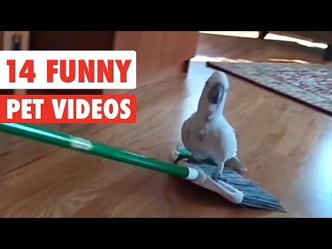14 Funny Pets | Awesome Pet Video Compilation 2017 - UCPIvT-zcQl2H0vabdXJGcpg