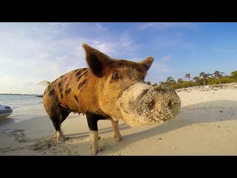 GoPro: Pig Island - UCqhnX4jA0A5paNd1v-zEysw