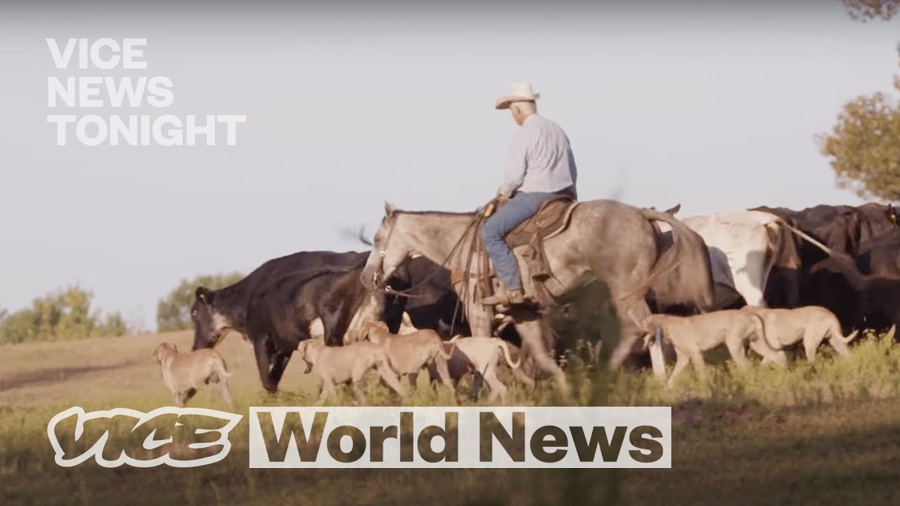 Ranchers Are Selling Their Cattle to Deal with Drought