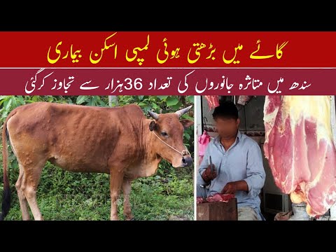 Lumpy Skin Disease in Pakistan | Janwar Ki Bimari | Viral Infection In Cows