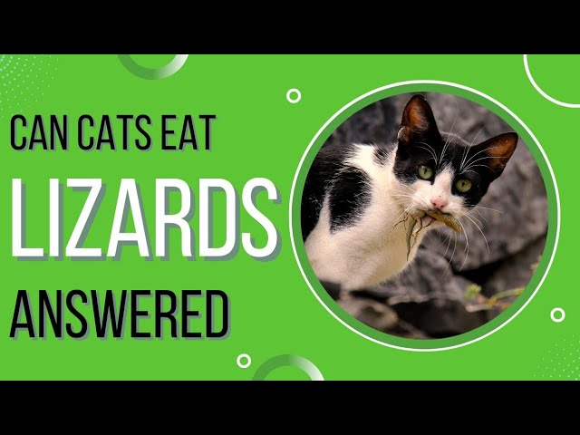 Are Lizards Poisonous To Cats?