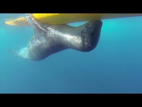 GoPro: Leopard Seal Encounter - UCqhnX4jA0A5paNd1v-zEysw