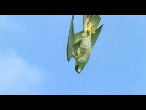 Pigeon vs Peregrine Falcon - Animals: The Inside Story - BBC - UCwmZiChSryoWQCZMIQezgTg