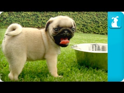 Puppy Love - Pug Puppies - UCPIvT-zcQl2H0vabdXJGcpg