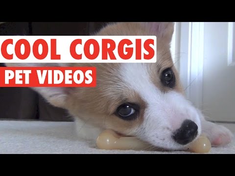 Coolest Corgis Ever Compilation - UCPIvT-zcQl2H0vabdXJGcpg