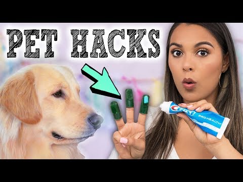 DIY Pet Hacks & Gadgets Put to the Test! Useful Inventions for your Dogs! - UCIOUkPJZtWThQBtkCRniSBw