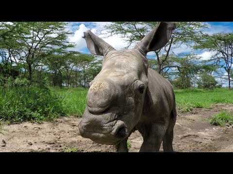 GoPro Cause: Last of the Rhinos – Baby Ringo - UCqhnX4jA0A5paNd1v-zEysw