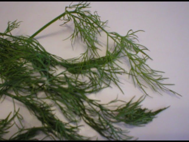 How To Preserve Fresh Dill?