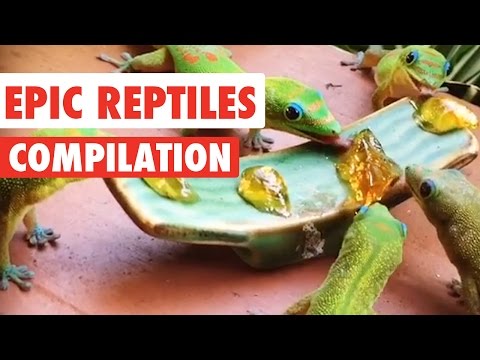 Epic Reptiles Video Compilation 2017 - UCPIvT-zcQl2H0vabdXJGcpg